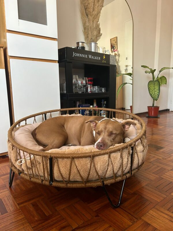 Cama para mascotas 80 cm + Almohadón reversible + Base de Contención (Razas Grandes)